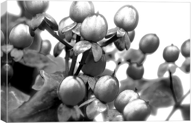  Black and White Photograph of Red Hypericum Berri Canvas Print by Sue Bottomley