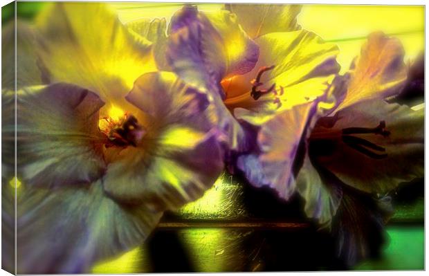 A Gladiolus Flower Muti-coloured   Canvas Print by Sue Bottomley