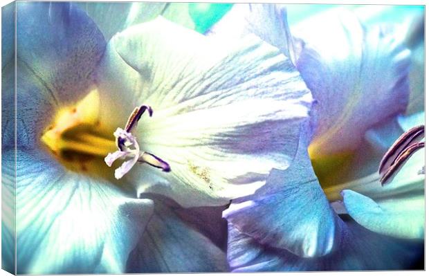  Dreamy Gladiolus Flower Canvas Print by Sue Bottomley