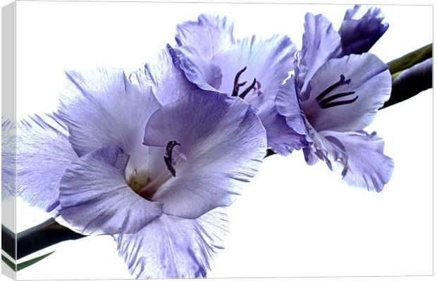  Striking Gladiolus Flower with white background Canvas Print by Sue Bottomley