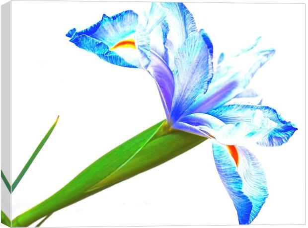 Purple and blue Iris Flower Wisdom and Compliments Canvas Print by Sue Bottomley