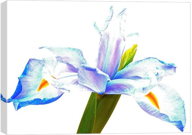  The Iris flower  Canvas Print by Sue Bottomley