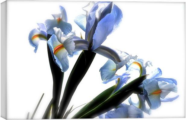  The Rainbow Flower. The Iris Canvas Print by Sue Bottomley