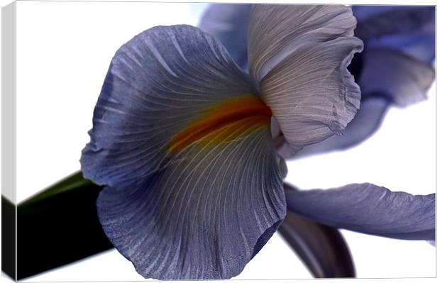 The Rainbow Flower. The Iris Flower  Canvas Print by Sue Bottomley