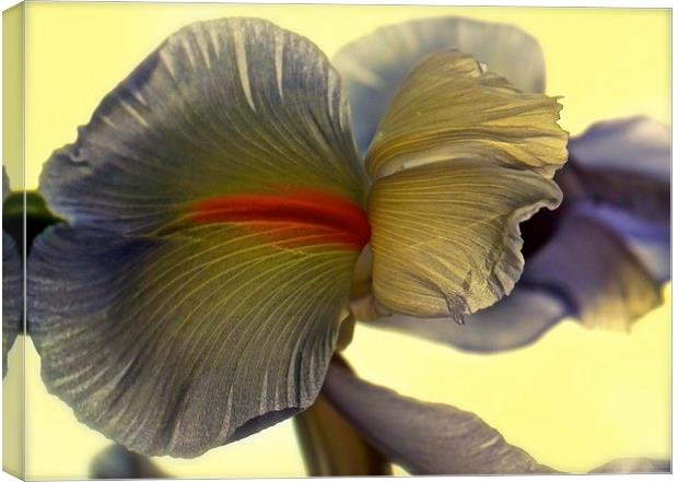 The Iris Flower, The Rainbow Flower  Canvas Print by Sue Bottomley