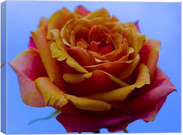  A single Yellow and Red Rose Canvas Print by Sue Bottomley