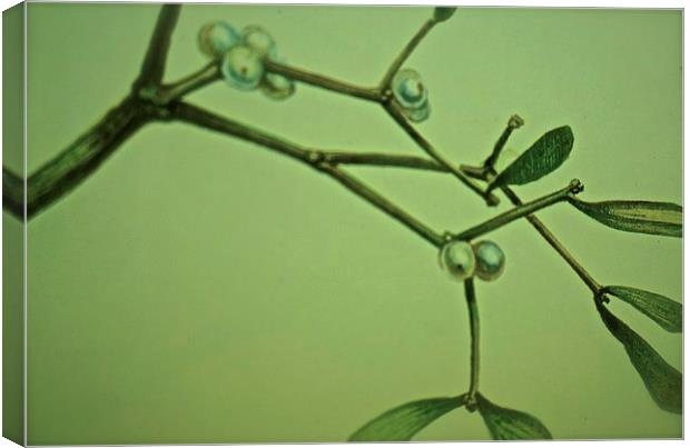  One twig of Mistletoe Canvas Print by Sue Bottomley
