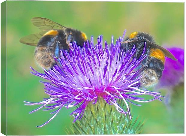  Bee's busy busy Bee's Canvas Print by Sue Bottomley