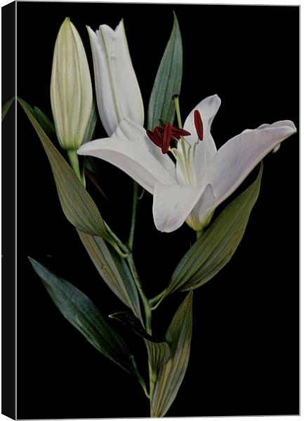  A Stem of White Lilies Canvas Print by Sue Bottomley