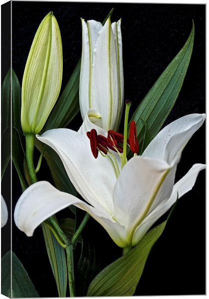 Three White Lily Flowers   Canvas Print by Sue Bottomley