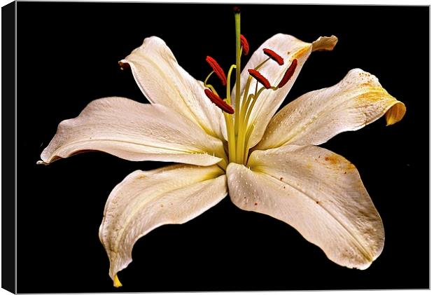 White Lily Flower with a hint of gold colouring  Canvas Print by Sue Bottomley