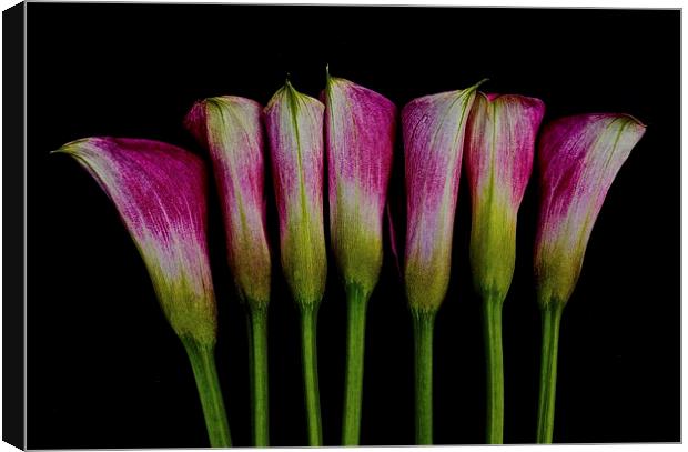  Calla Lilies all in a row Canvas Print by Sue Bottomley
