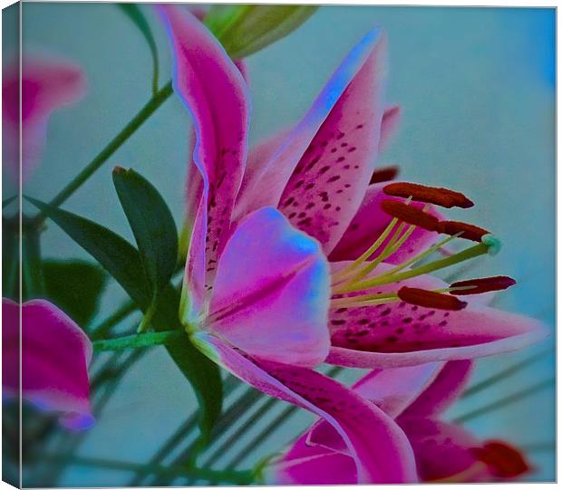  Lily flower Art Attack Canvas Print by Sue Bottomley