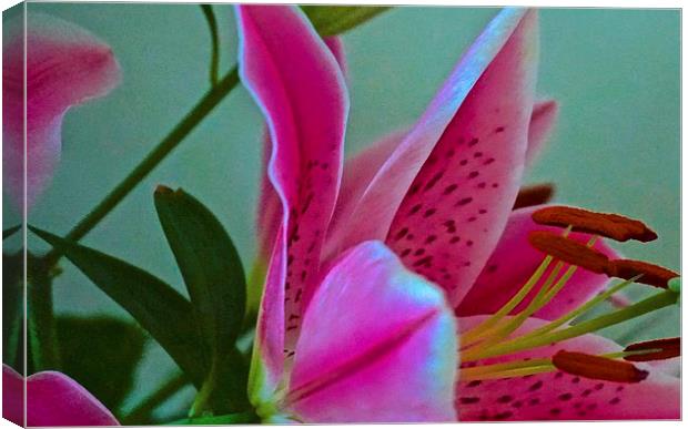  Lily Flower Art Attack 2 Canvas Print by Sue Bottomley