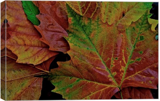 The Colour of Autumn  Canvas Print by Sue Bottomley