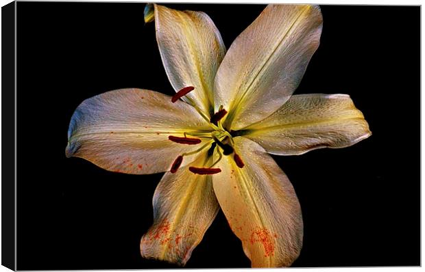  Bold Gold Lily Flower Canvas Print by Sue Bottomley