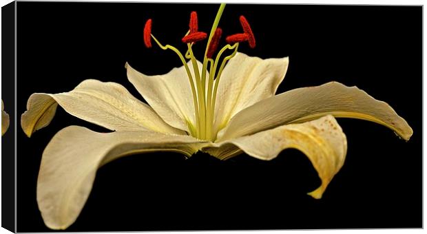  White Lily with a hint of Gold Canvas Print by Sue Bottomley