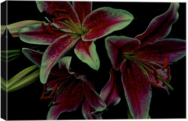Flower Stargazer Lilies  Canvas Print by Sue Bottomley