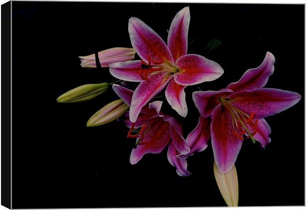  The Star gazer Lily Canvas Print by Sue Bottomley