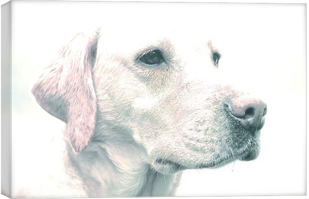  Drawing Photo affect of a Yellow Labrador Dog Canvas Print by Sue Bottomley