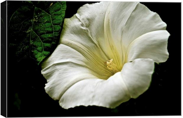 The Morning Glory Flower  Canvas Print by Sue Bottomley