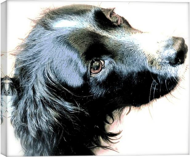 The English Springer Spaniel Dog Canvas Print by Sue Bottomley