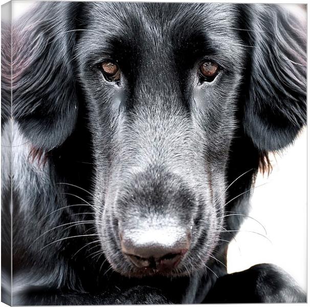 The  Face of a Flat Coat Retriever Dog Canvas Print by Sue Bottomley