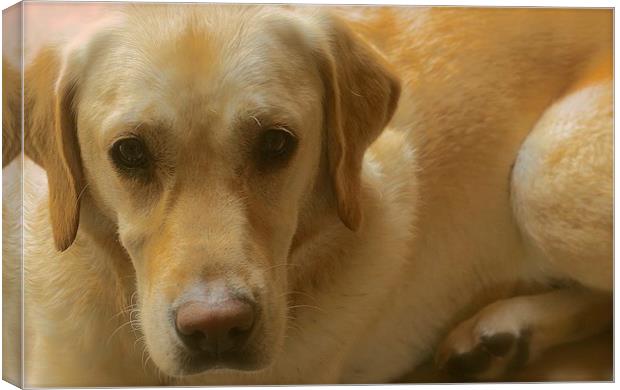  Sweet Golden Labrador Dog Canvas Print by Sue Bottomley