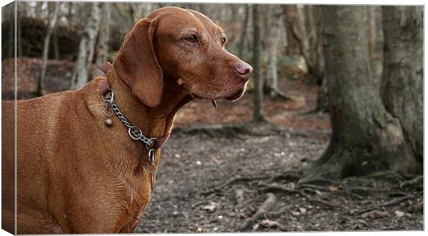 The  Vizsla Dog in the woods Canvas Print by Sue Bottomley