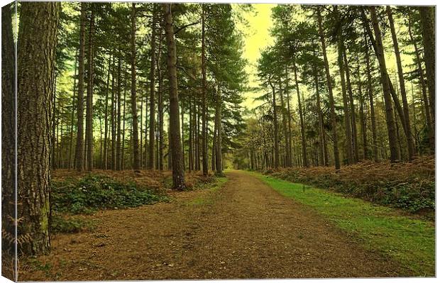 Pathway though the woods  Canvas Print by Sue Bottomley