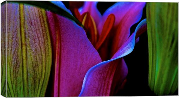  Row of Stargazer Lilies Canvas Print by Sue Bottomley