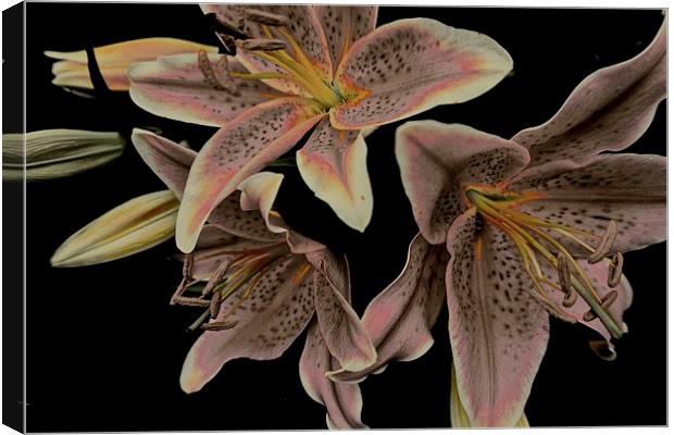 Faded Stargazer Lilies  Canvas Print by Sue Bottomley