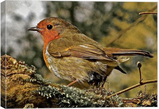  The bird Robin Red Breast Canvas Print by Sue Bottomley