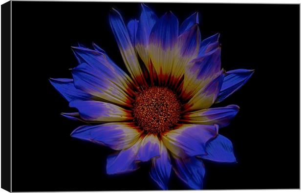  Summer Daisy, Gazania Flower Canvas Print by Sue Bottomley