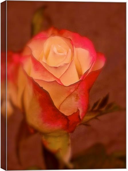  Red and Cream single Rose Canvas Print by Sue Bottomley