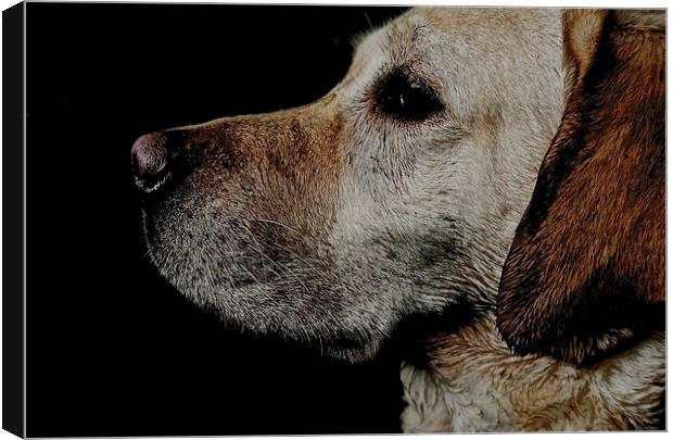     Loving Labrador Dog                            Canvas Print by Sue Bottomley