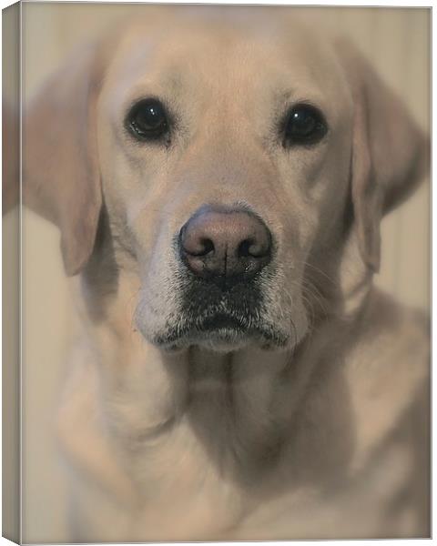 Golden Labrador Soft toned                         Canvas Print by Sue Bottomley