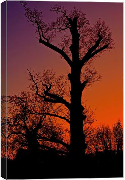    Winter sunset tree silhouette                   Canvas Print by Sue Bottomley