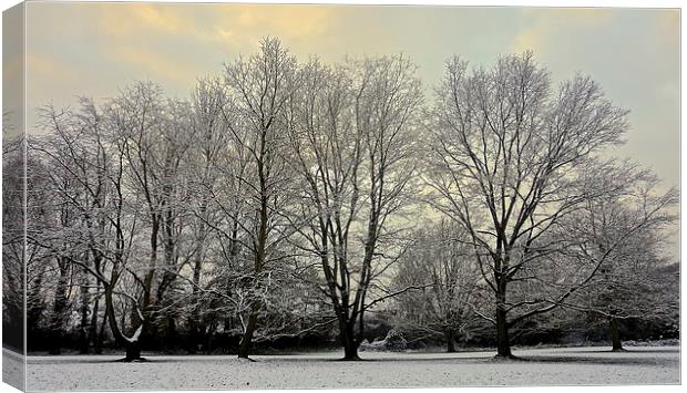 Winter scene at the park                           Canvas Print by Sue Bottomley