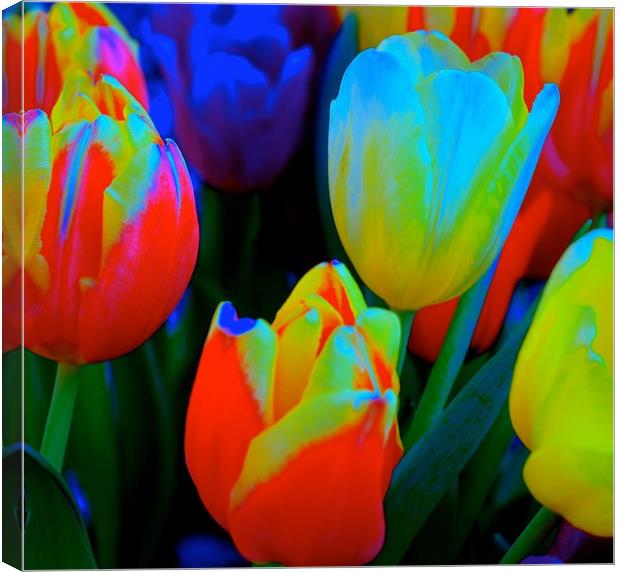 The meaning of Tulips                              Canvas Print by Sue Bottomley