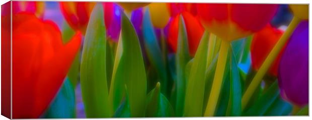  The meaning of Tulips                             Canvas Print by Sue Bottomley