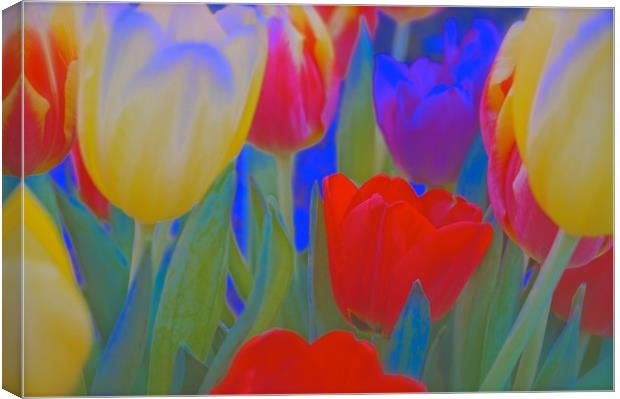 Inside a bunch of Tulips                           Canvas Print by Sue Bottomley