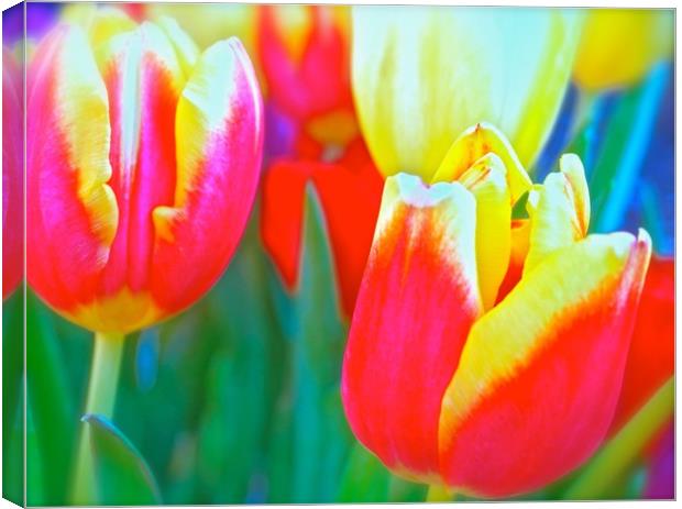 Bright coloured Tulip flowers                      Canvas Print by Sue Bottomley