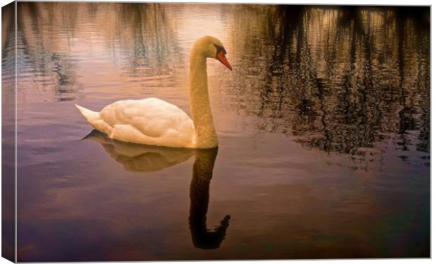 One Swan, sunset on water                          Canvas Print by Sue Bottomley