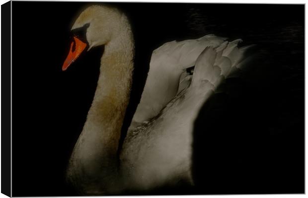 Swan coming out of the dark                       Canvas Print by Sue Bottomley