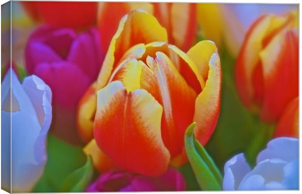  Tulip Flowers                               Canvas Print by Sue Bottomley
