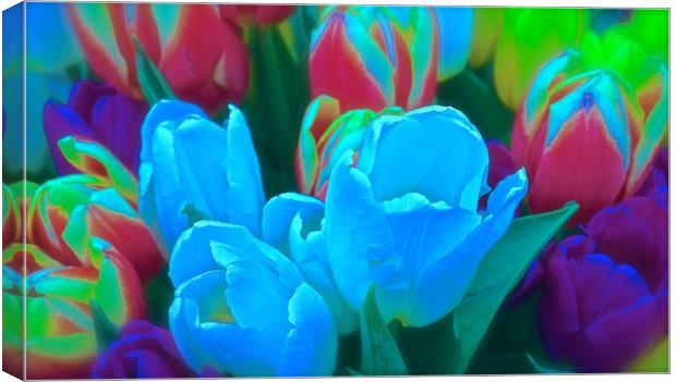 Tulips bright bold, cheerful flowers               Canvas Print by Sue Bottomley