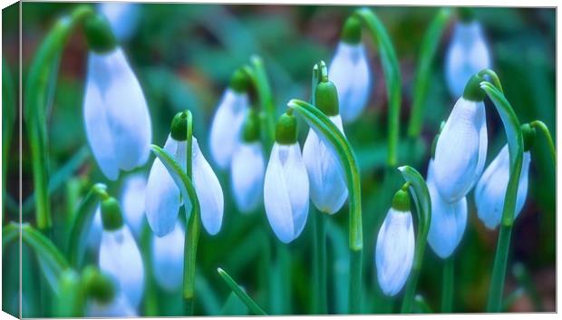 Snowdrops Spring is round the corner               Canvas Print by Sue Bottomley