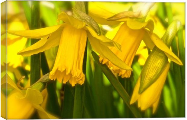  Daffodils growing wild                            Canvas Print by Sue Bottomley