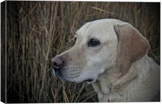 Six Year Old Golden Labrador                       Canvas Print by Sue Bottomley